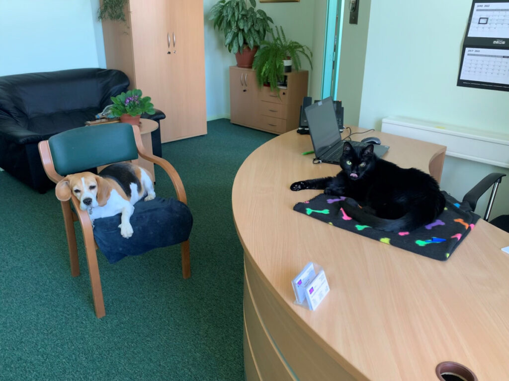 Wnętrze lokalu biurowego z kotem i psem, biuro przyjazne dla zwierząt